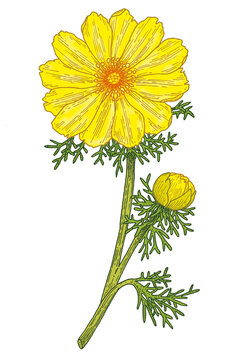 Adonis flower