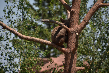 Small Brown Black Bear Cub Sitting on a Branch