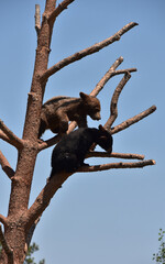 Playful Bear Cubs Playing Up in a Tree