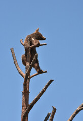 Cute Brown Black Bear Cub Standing in a Tree