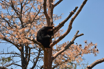 Bear Cub Sitting in a Dead Pine Tree