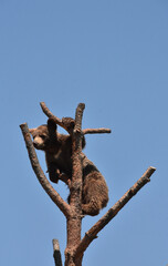 Black Bear Cub Climbing in a Tree