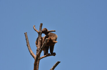 Baby Brown Black Bear Cub in a Tree Top