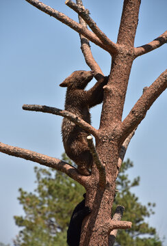 Brown Black Bear Cubs Climbing Up a Tree