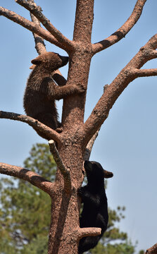 Two Black Bear Cubs Climbing Up a Tree