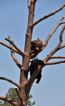 Two Black Bear Cubs Climbing Down a Tree