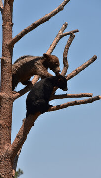 Black Bear Cubs Playing Together in a Tree