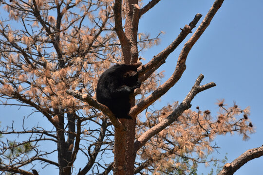Black Bear Cub Sitting in a Dead Pine Tree