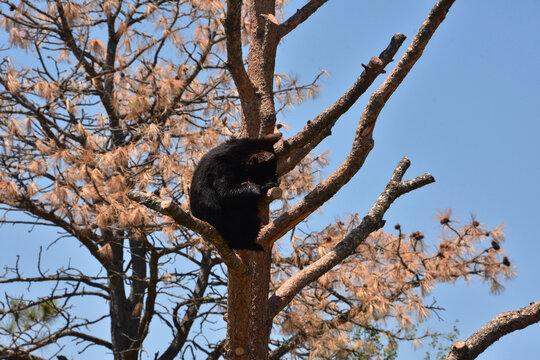 Bear Cub Sitting in a Dead Pine Tree