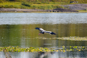 Asian Openbill​ stork​ flying above the water surface