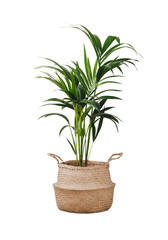 Kentia or Howea. Home plant palm howea forsteriana tree in seagrass wicker basket isolated on white background. Pandemic hobbies and urban gardening