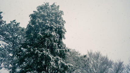 Snowy Trees in London 3