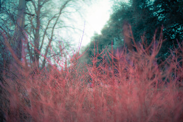 Red Plants in the Forest