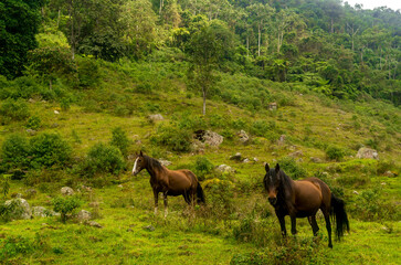 Chevaux sauvages en Colombie
