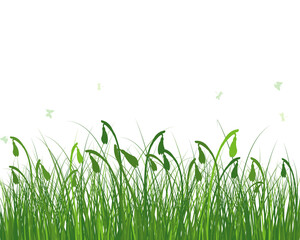Fototapeta premium Green Grass Meadow