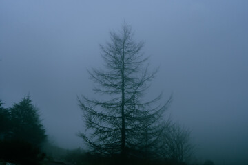 Mist Over a Pine Tree 1