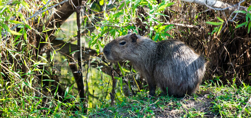 Capybara rongeur dans la forêt amazonienne au brésil  