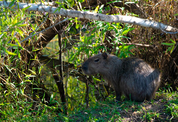 Capybara rongeur dans la forêt amazonienne au brésil  