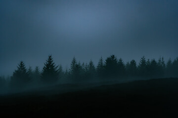 Mist over the Forest 1