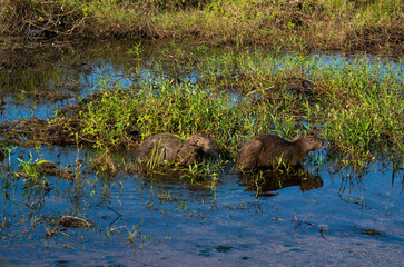 Capybara rongeur dans la forêt amazonienne au brésil  