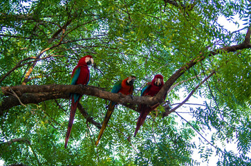 Famille de perroquet ara rouge dans le pantanal au brésil  © Alexandre