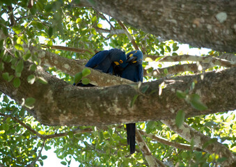 Couple amoureux de perroquet ara bleu dans le pantanal au brésil © Alexandre