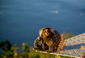 Singe titi au brésil à rio de janeiro