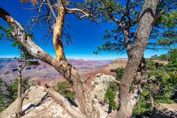 Beautiful trees overlooking Grand Canyon South Rim on a clear sunny day, USA