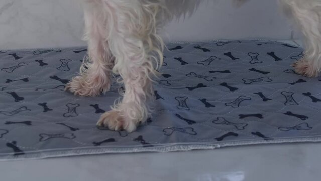 Little white dog pissing on diaper