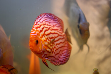 Ein Diskusfisch in einem Aquarium. Diskusfische stammen aus dem Amazonas.
