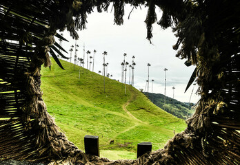 La vallée de Cocora en Colombie © Alexandre