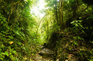 Fototapeta premium La jungle et forêt avec ses ponts sauvages de la vallée cocora dans le quindio en colombie