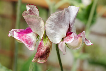 Decorative peas, bright unusual flowers at the exhibition in park