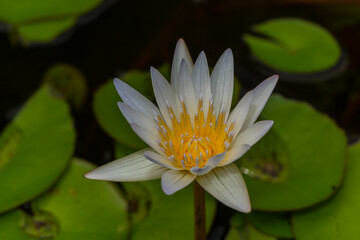 a close up of a waterlily in a pond