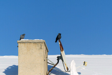 A crow stands on the satellite dish on the roof in winter, and next to it are pigeons, the...