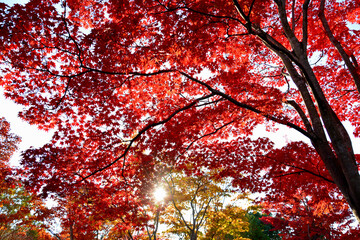 あざやかな紅葉と太陽の光