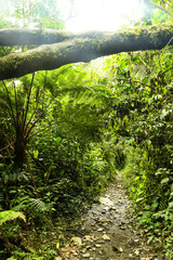 Obraz premium La jungle et forêt avec ses ponts sauvages de la vallée cocora dans le quindio en colombie
