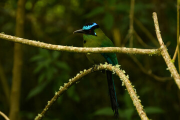 Oiseau du Coronado de Barranquero dans le quindio colombien