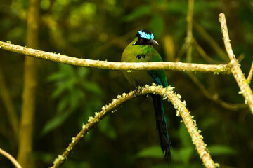 Oiseau du Coronado de Barranquero dans le quindio colombien