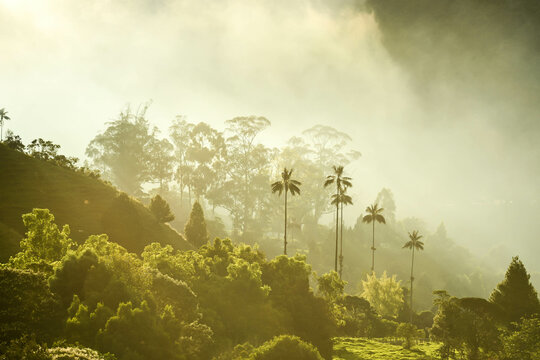 Parc national de la vall&eacute;e de cocora dans le quindio en colombie avec ses palmiers g&eacute;ants 