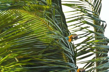 Perroquet ara vert et jaune dans les Caraïbes en colombie
