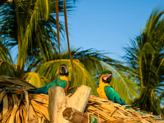 Perroquet ara vert et jaune dans les Caraïbes en colombie © Alexandre