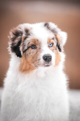 Close up portrait of beautiful australian shepherd puppy dog with eyes of different color on orange background