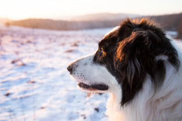 happy white dog enjoying winter snow outdoors