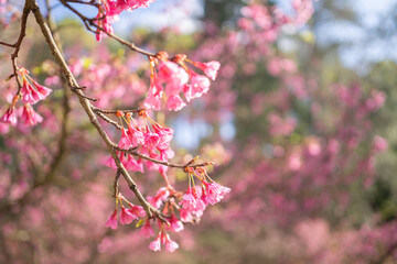 Wild Himalayan Cherry (Prunus cerasoides) or Thai sakura with blue sky
