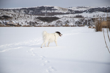 happy white dog enjoying winter snow outdoors