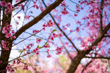 Fototapeta na wymiar Wild Himalayan Cherry (Prunus cerasoides) or Thai sakura with blue sky