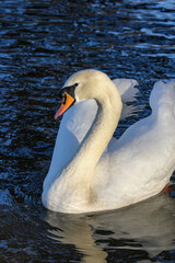 Naklejka premium White Swan, United Kingdom