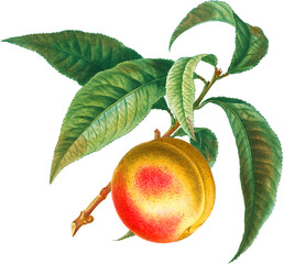 Peach tree branch with fruit and leaves, isolated on white background