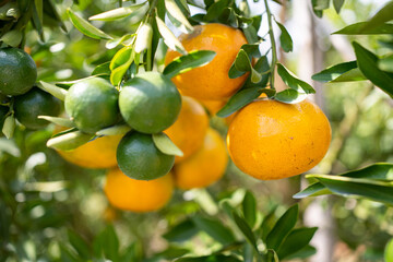 Ripe oranges hanging on branch at tangerine garden